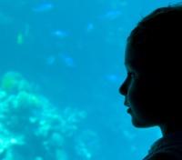 Glass Bottom Boat Coral Viewing